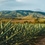 Industria del Tequila y China